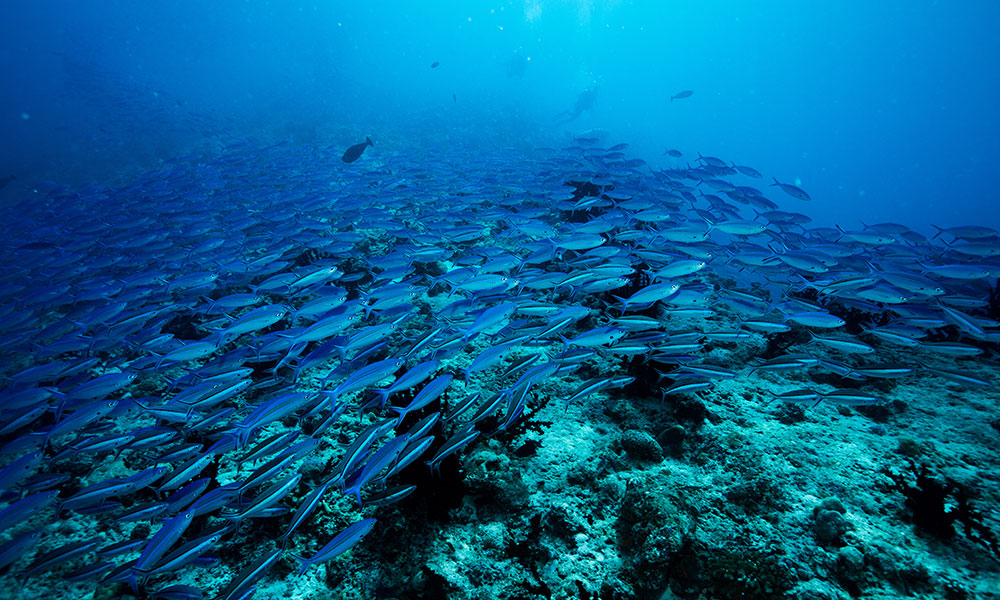 shoal of fish