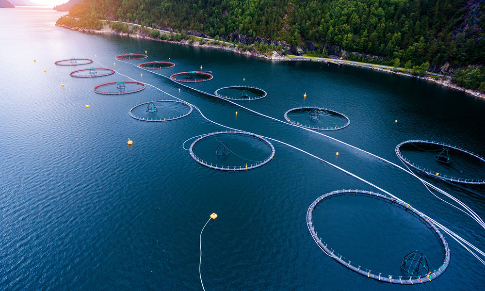 Aquaculture farm from above